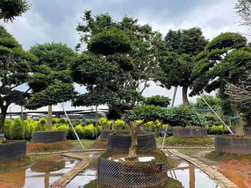 日本茶梅进口茶梅造型茶梅茶梅盆景一手货源