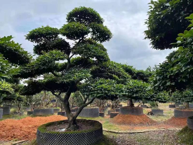 日本茶梅进口茶梅造型茶梅茶梅盆景一手货源