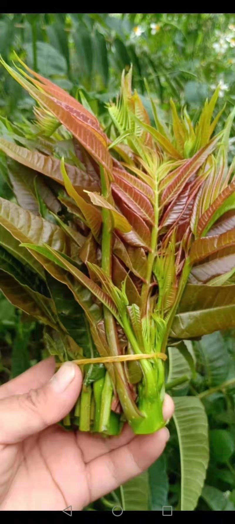 云南香椿芽/高山种植不打药/批发一件代发/电商供应