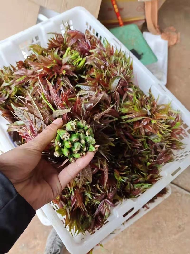 云南香椿芽/高山种植不打药/批发一件代发/电商供应
