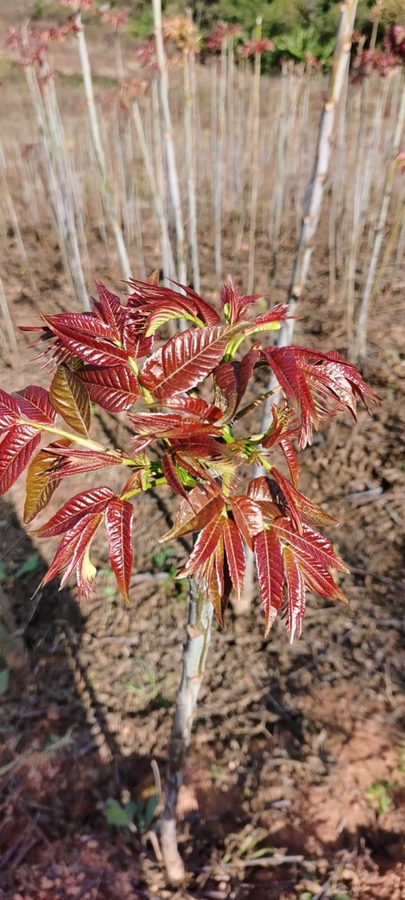 云南香椿芽/高山种植不打药/批发一件代发/电商供应