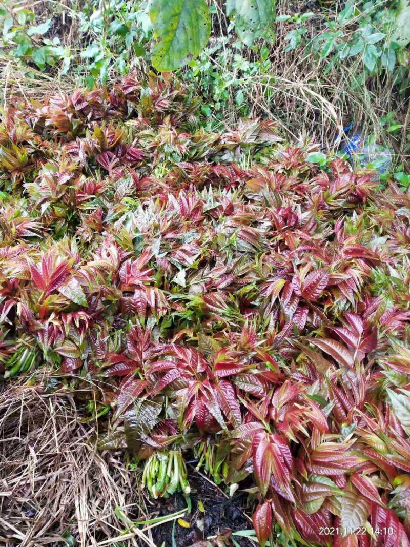 云南香椿芽/高山种植不打药/批发一件代发/电商供应