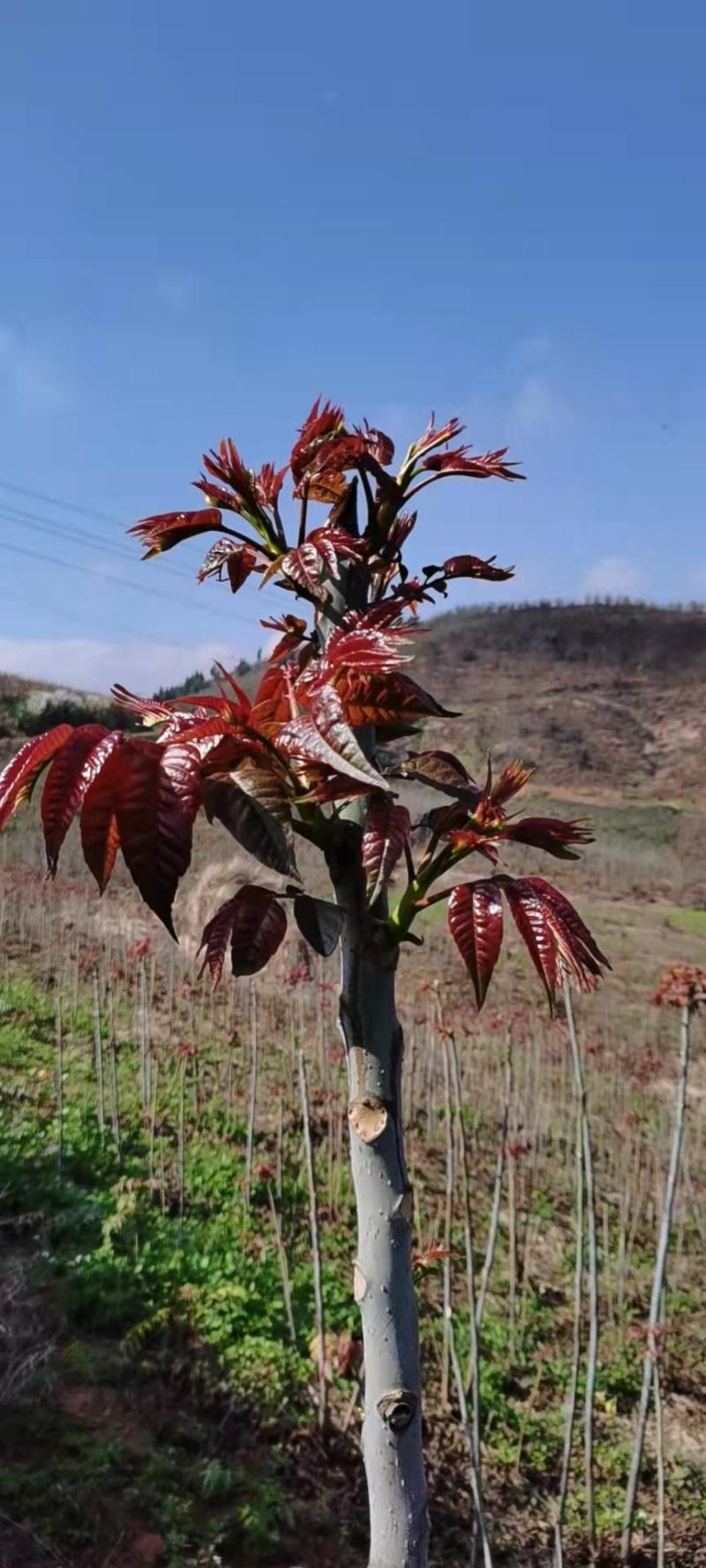 云南香椿芽/高山种植不打药/批发一件代发/电商供应