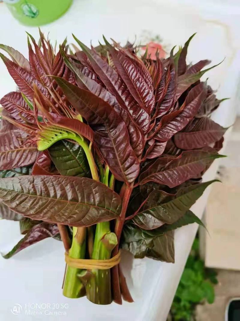云南香椿芽/高山种植不打药/批发一件代发/电商供应
