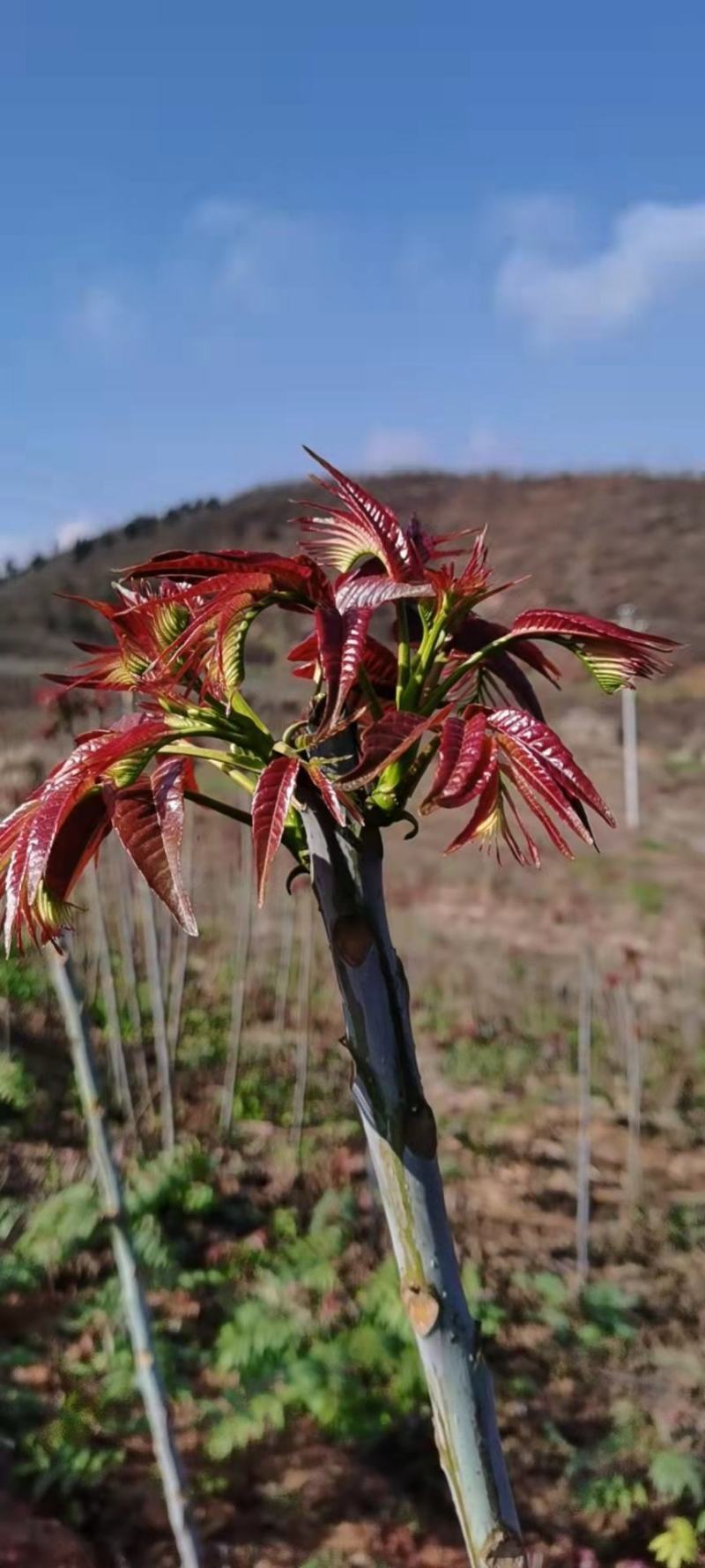 云南香椿芽/高山种植不打药/批发一件代发/电商供应