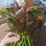 云南香椿芽/高山种植不打药/批发一件代发/电商供应