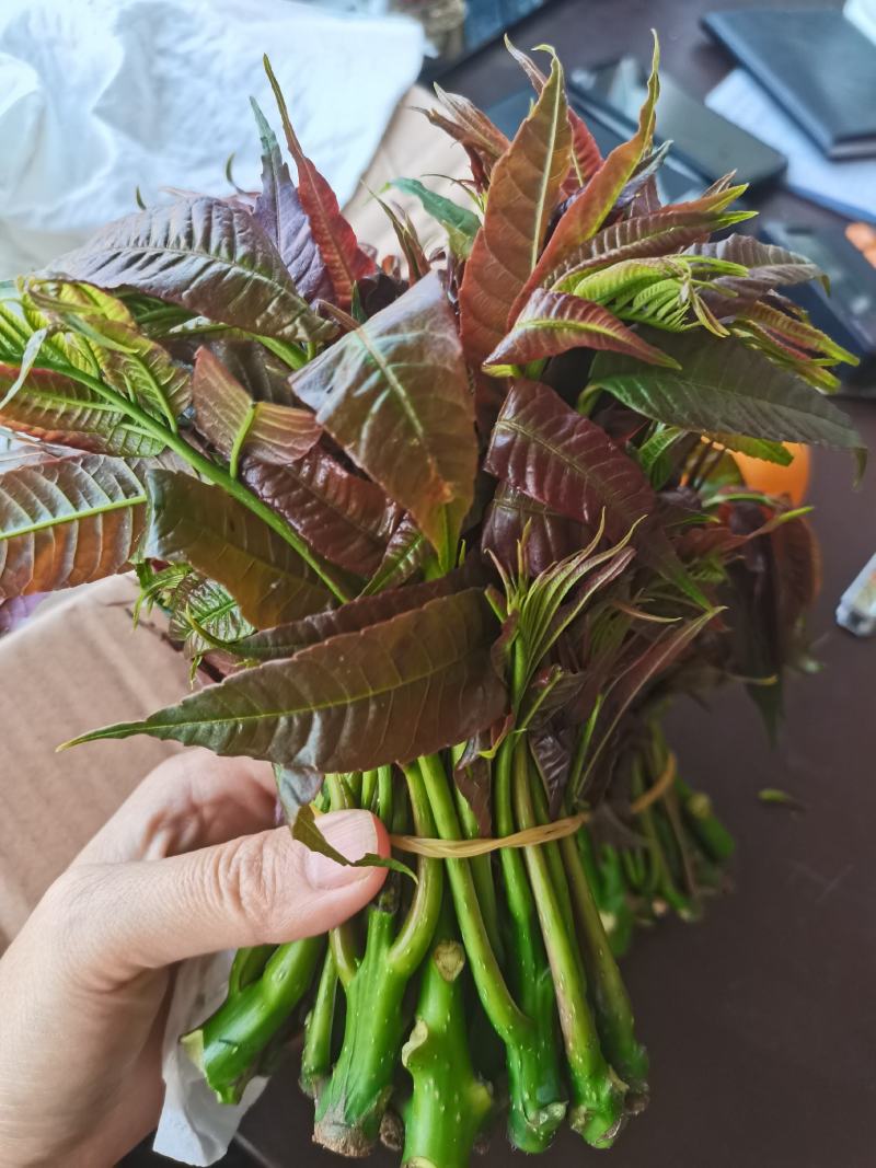 云南香椿芽/高山种植不打药/批发一件代发/电商供应