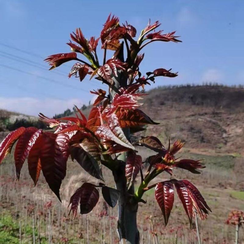 云南香椿芽/高山种植不打药/批发一件代发/电商供应