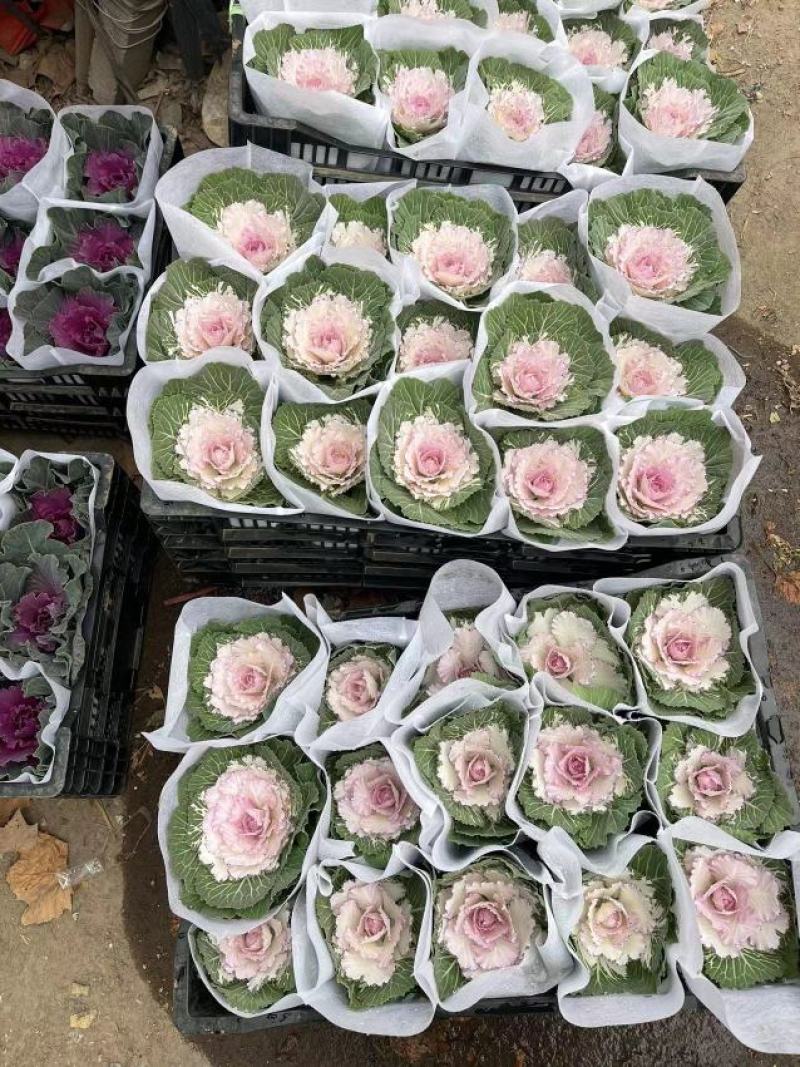 羽衣甘蓝七彩玫瑰羽衣甘蓝价格羽衣甘蓝基地