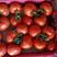 大红西红柿，山东大红西红柿，山东西红柿，产地供应全国发货