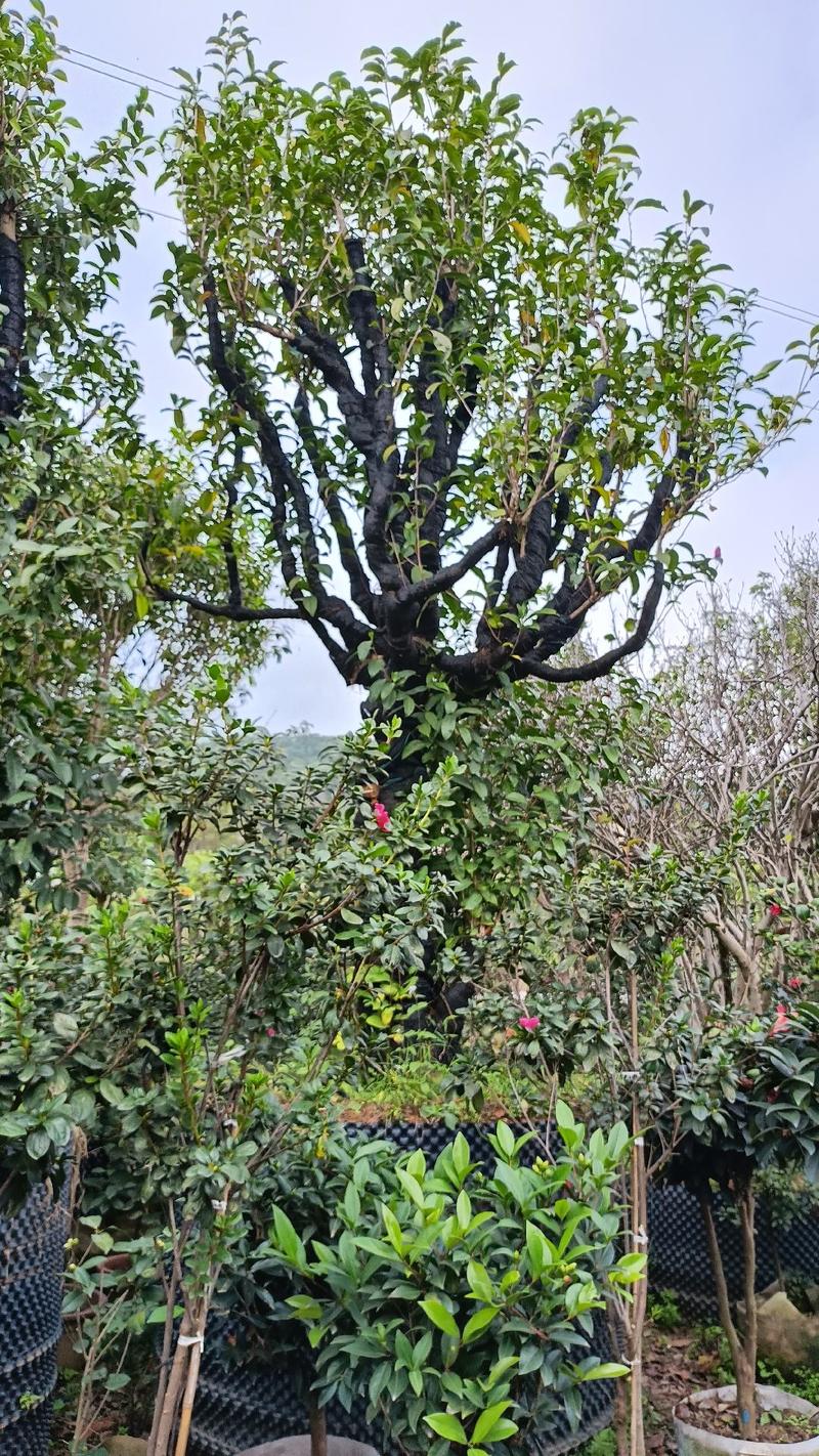 云南普洱大茶树，两千多年的树，移栽成活的