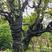 云南普洱大茶树，两千多年的树，移栽成活的
