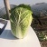 山东白菜兰陵弓棚黄心大白菜大量上市，质量保证，价格不高