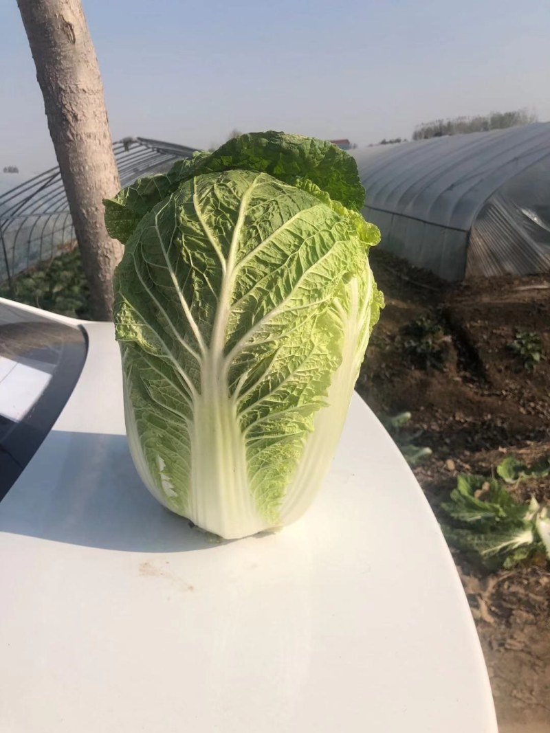 山东白菜兰陵弓棚黄心大白菜大量上市，质量保证，价格不高