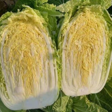山东白菜兰陵弓棚黄心大白菜大量上市，质量保证，价格不高