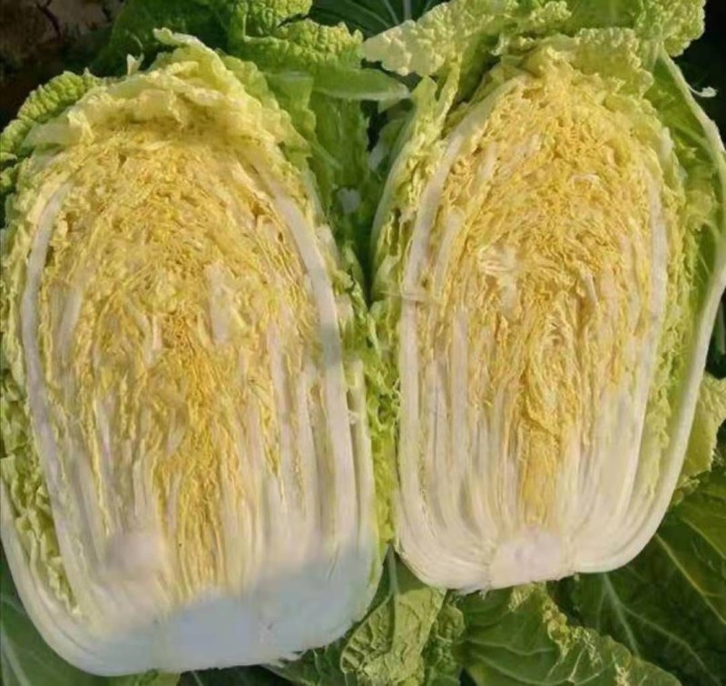 山东白菜兰陵弓棚黄心大白菜大量上市，质量保证，价格不高