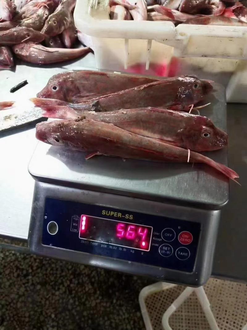 红娘鱼海捕红头鱼鲜活红娘子一斤3-5条速冻无冰衣新鲜海