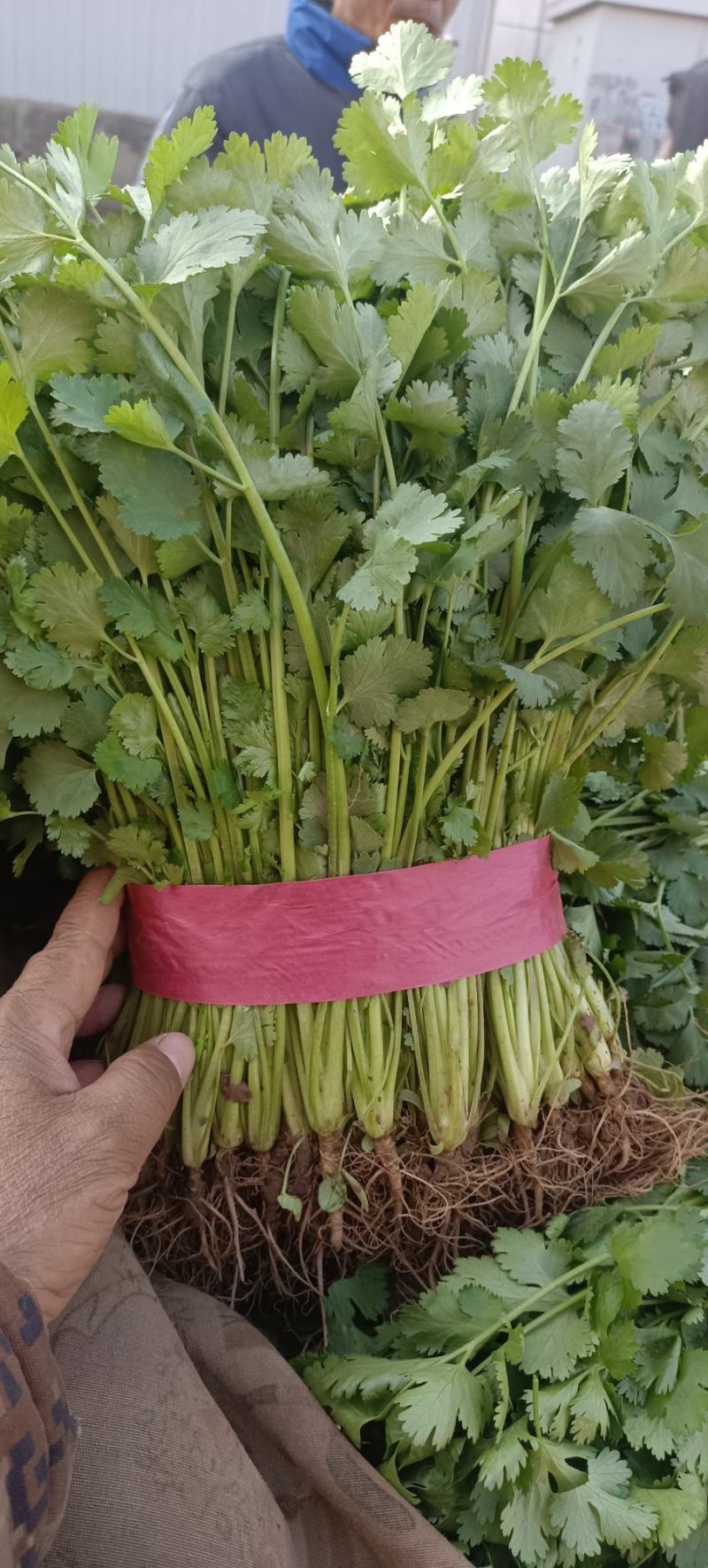 大叶香菜，根粗杆绿，颜色深绿可供山东河南各大市场超市