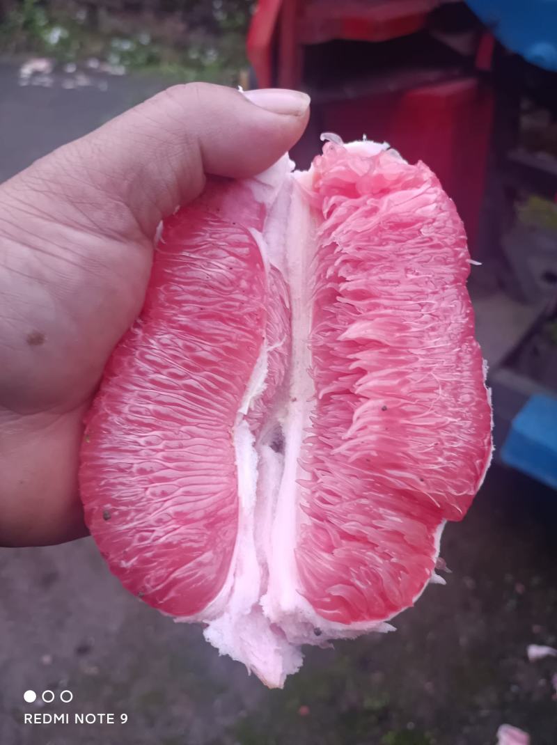 果园直销红心蜜柚，现在有白心蜜柚，红心蜜柚。