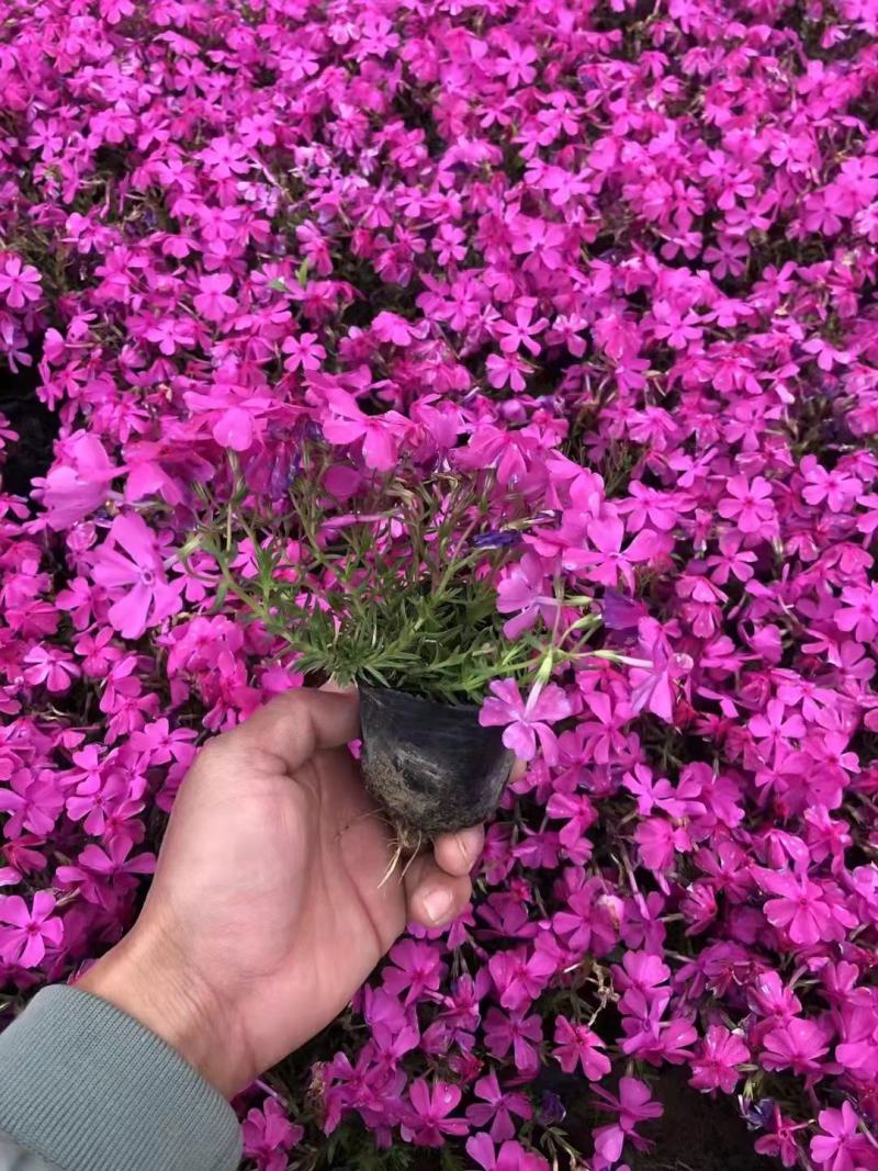 丛生福禄考芝樱基地直供量大可视频看货支持线上交易