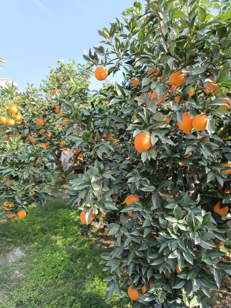 湖北秭归纽荷尔脐橙口感纯甜无渣产地一手货源全国代发品质好
