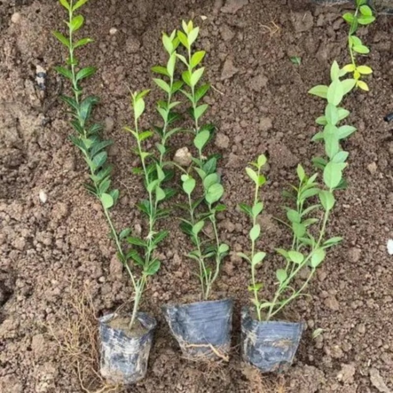 小叶扶芳藤，攀爬植物，一手货源，批发价格