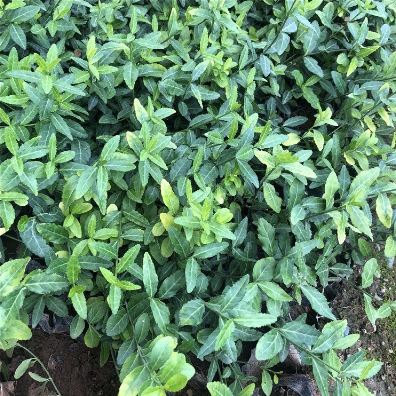 小叶扶芳藤，攀爬植物，一手货源，批发价格