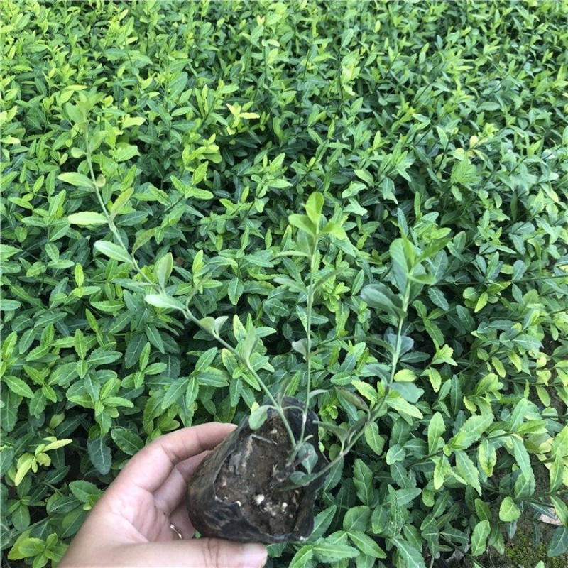 小叶扶芳藤，攀爬植物，一手货源，批发价格