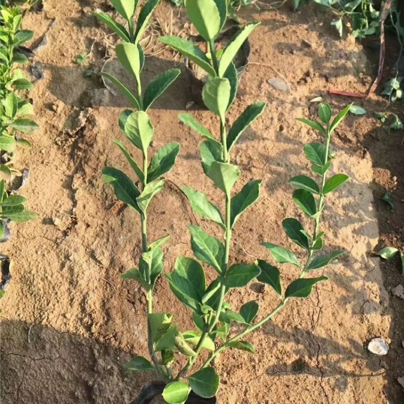 小叶扶芳藤，攀爬植物，一手货源，批发价格