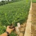 小叶扶芳藤，攀爬植物，一手货源，批发价格