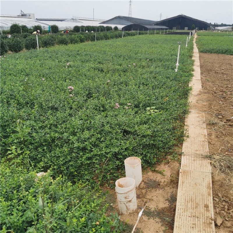 小叶扶芳藤，攀爬植物，一手货源，批发价格