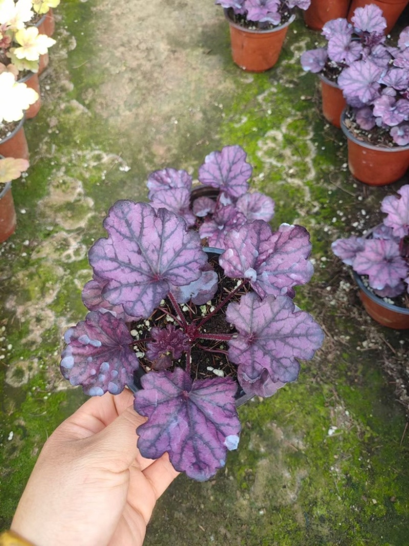 矾根，多色矾根，抗寒抗旱，产地直发，量大质优