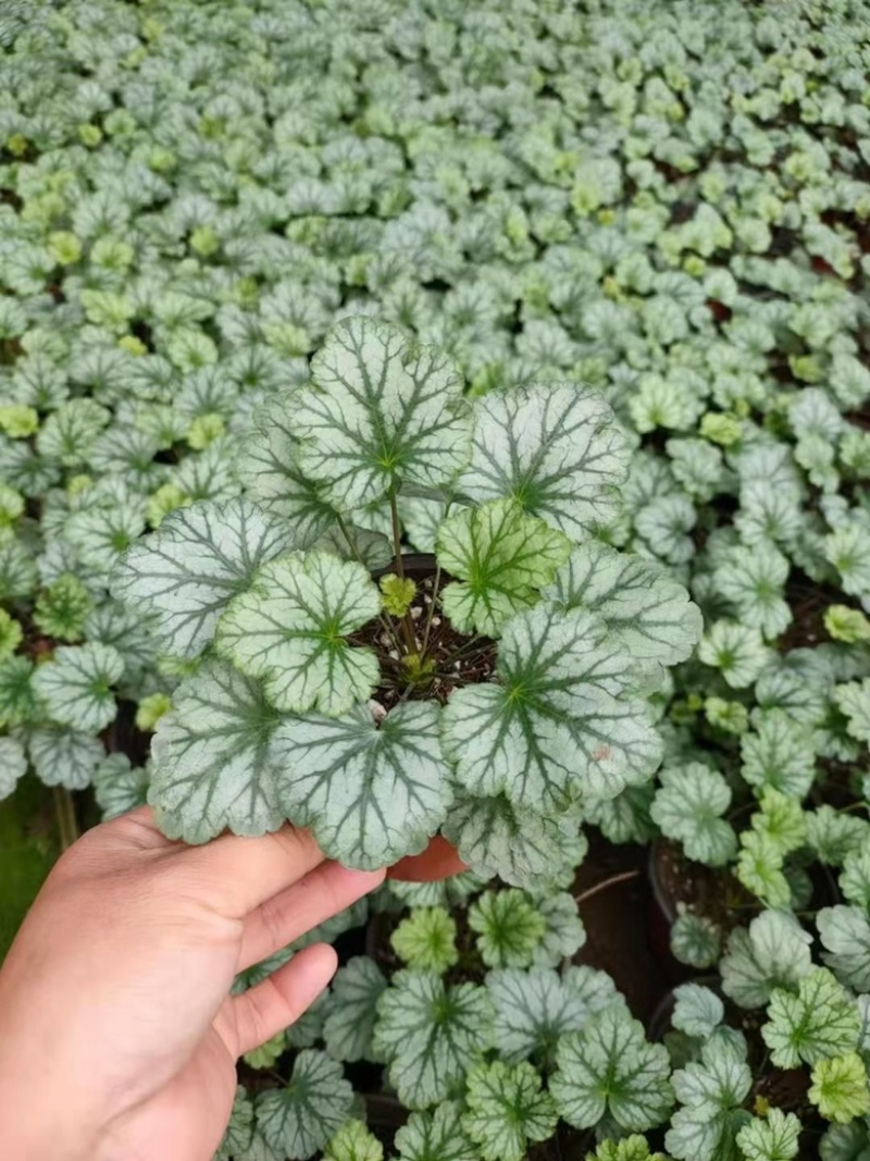 矾根，多色矾根，抗寒抗旱，产地直发，量大质优
