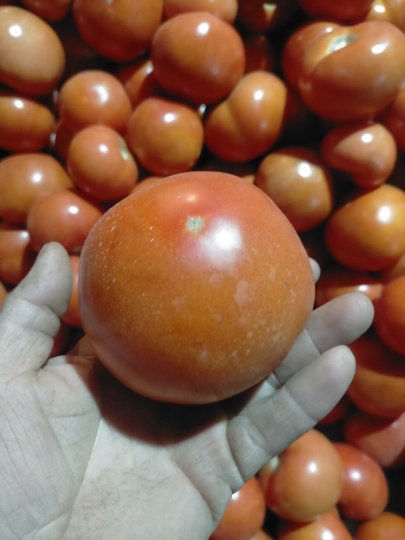 西红柿大量上市，