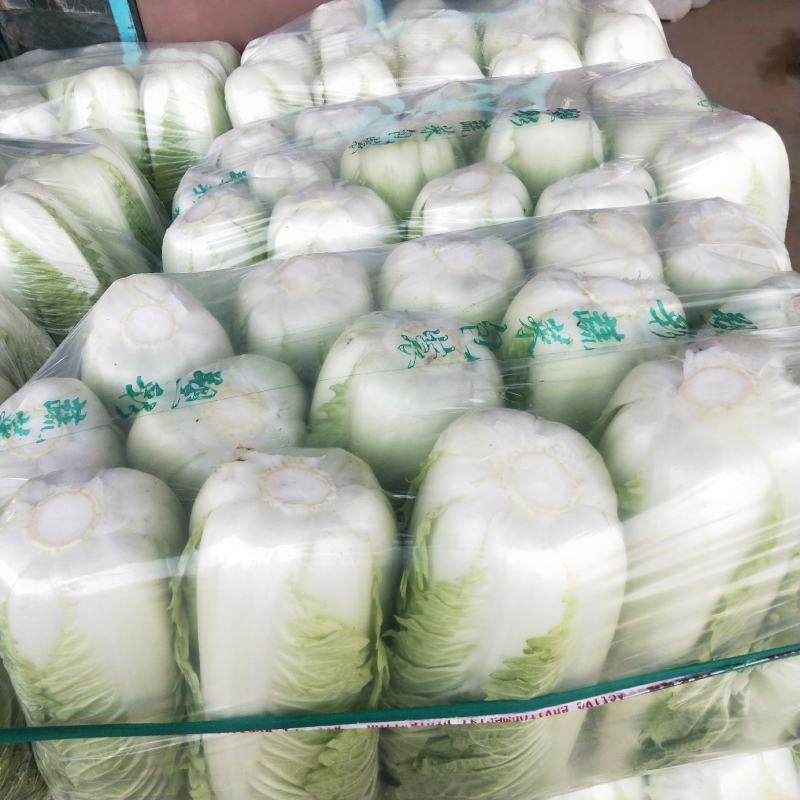 山东省济南市平阴县，北京新三号白菜，大量供应，量大质优