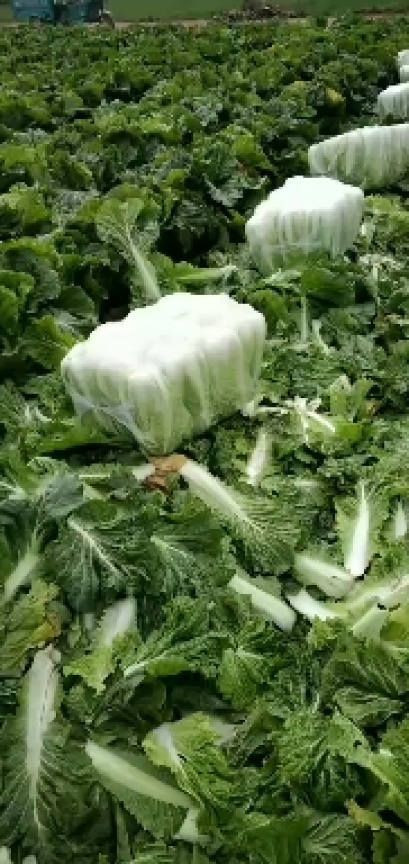 山东省济南市平阴县，北京新三号白菜，大量供应，量大质优