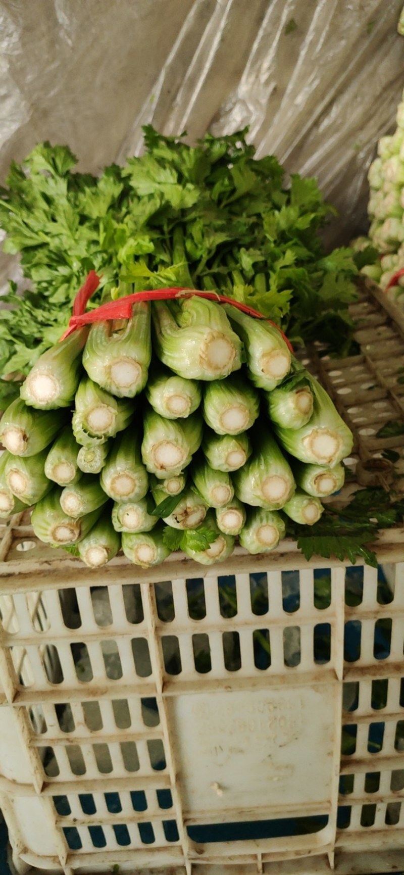 山东金乡西芹，货源充足，二十年种植经验，欢迎前来采购