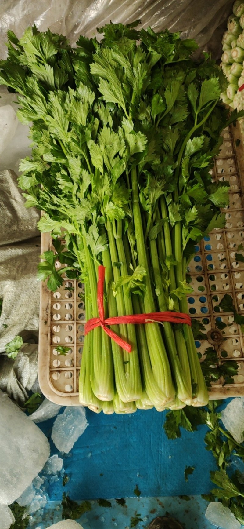 山东金乡西芹，货源充足，二十年种植经验，欢迎前来采购