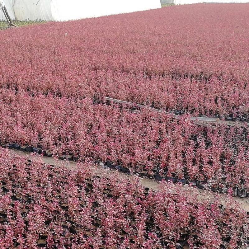 红叶小檗，基地直发，精品红叶小檗，供应50万株