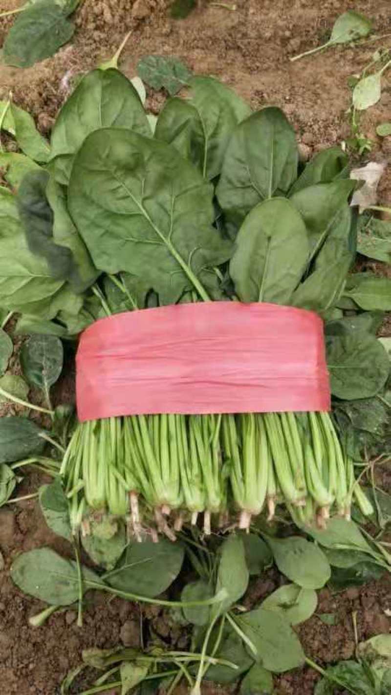 山东金乡精品大叶菠菜，代发全国各地，欢迎前来采购