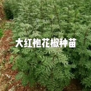 大红袍花椒种苗