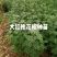 大红袍花椒种苗