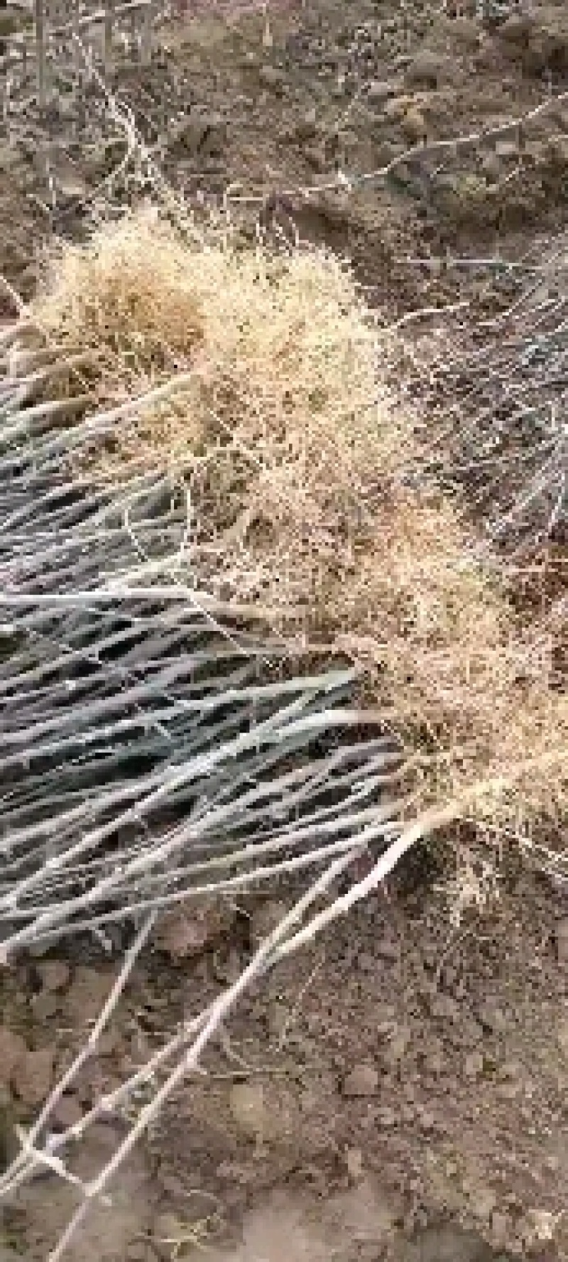 大红袍花椒种苗