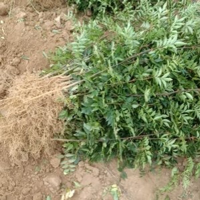 大红袍花椒种苗