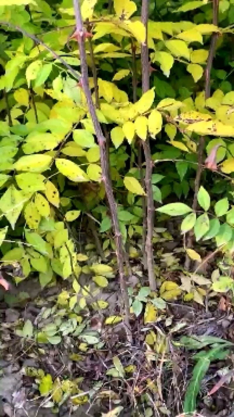 大红袍花椒种苗