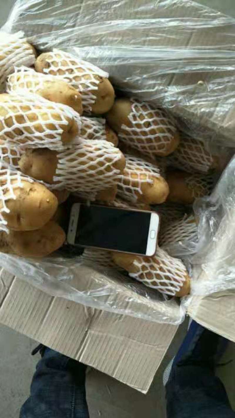 山东肥荷兰十五，土豆，三模棚，个头大，黄皮黄心，颜色亮，