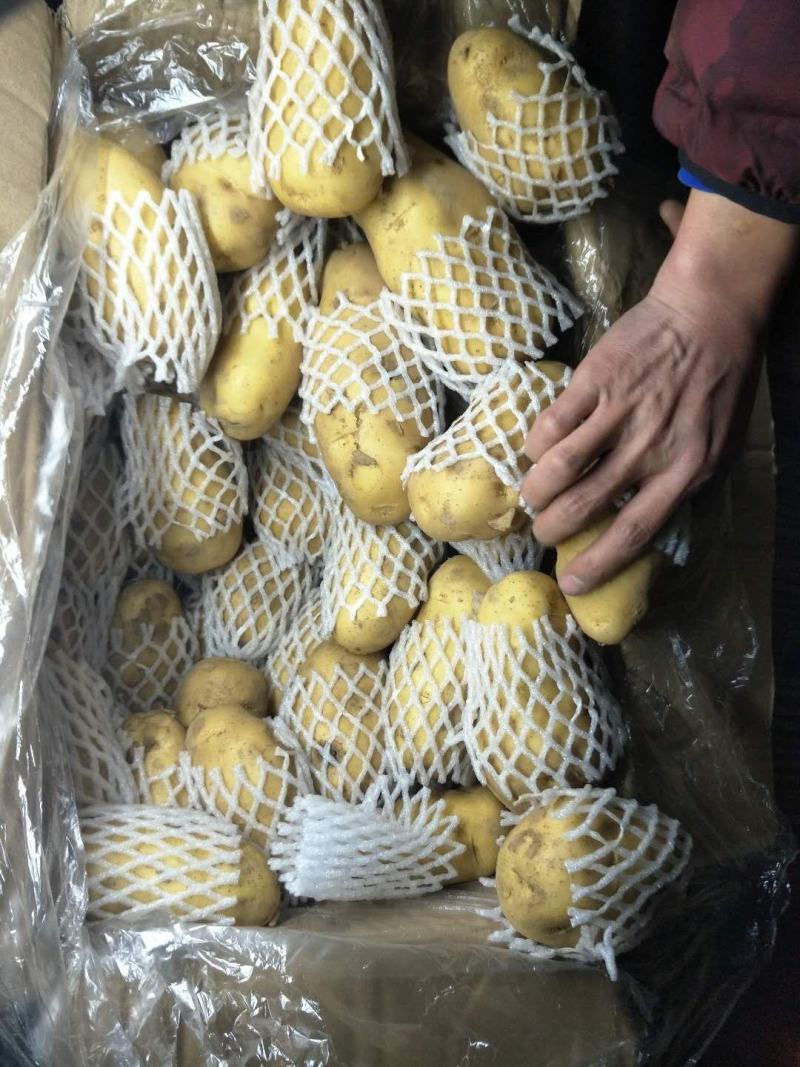 山东肥荷兰十五，土豆，三模棚，个头大，黄皮黄心，颜色亮，