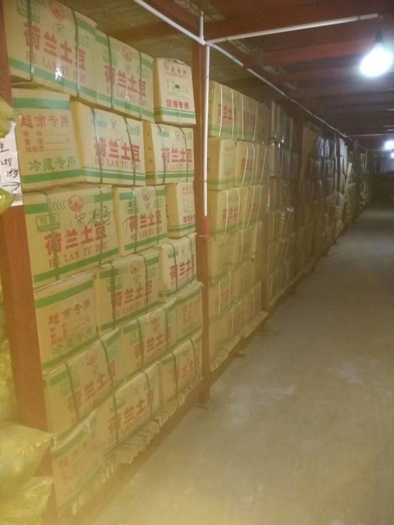 山东肥荷兰十五，土豆，三模棚，个头大，黄皮黄心，颜色亮，