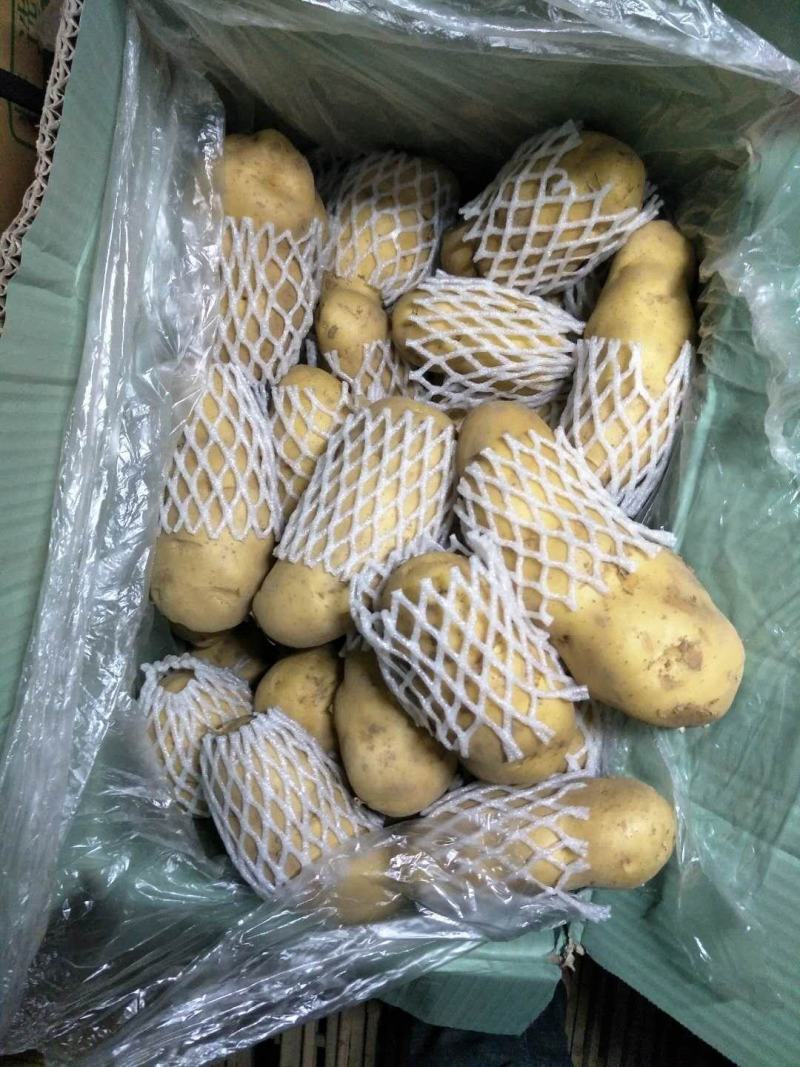 山东肥荷兰十五，土豆，三模棚，个头大，黄皮黄心，颜色亮，