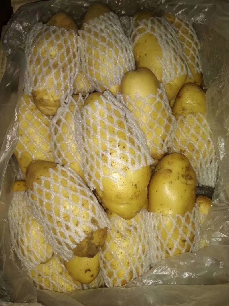 山东肥荷兰十五，土豆，三模棚，个头大，黄皮黄心，颜色亮，